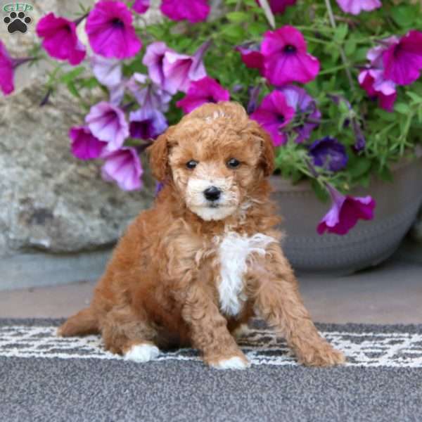 Ivy, Miniature Poodle Puppy