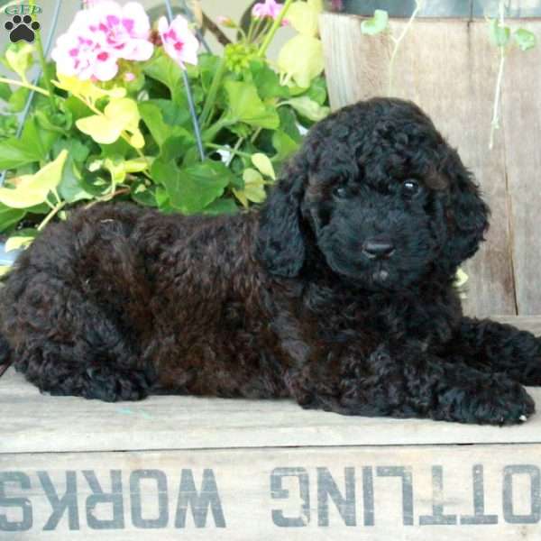 Jackson-Miniature, Miniature Poodle Mix Puppy