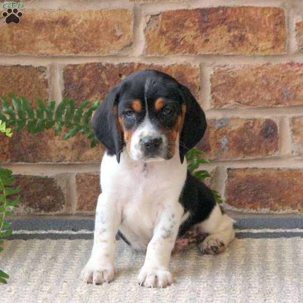 Jackson, Beagle Puppy