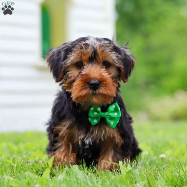 James, Yorkie Poo Puppy