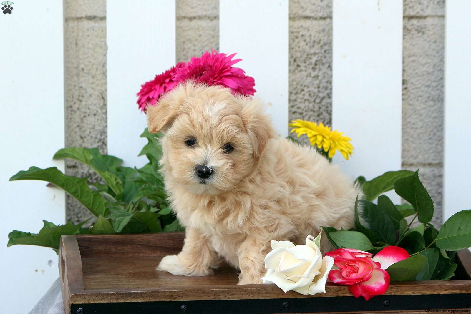 Jane - Maltipoo Puppy For Sale in Pennsylvania