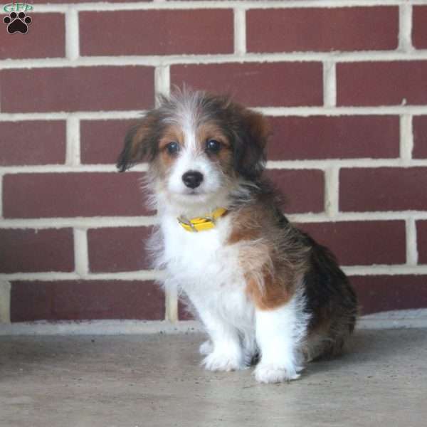 Jasmine, Corgipoo Puppy