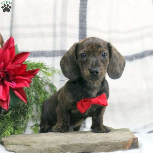 Jasper, Dachshund Puppy