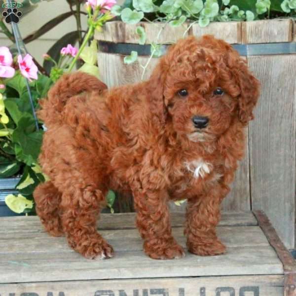 Jasper-Miniature, Miniature Poodle Mix Puppy