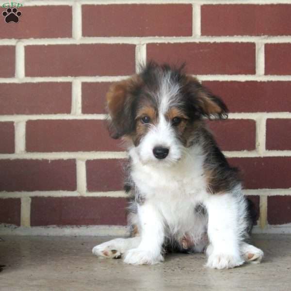 Jasper, Corgipoo Puppy