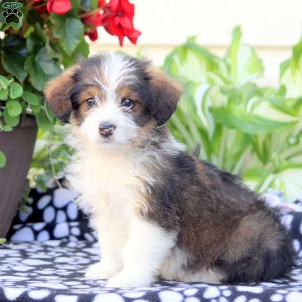 Jasper, Corgipoo Puppy