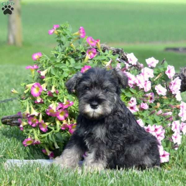 Jax, Miniature Schnauzer Puppy