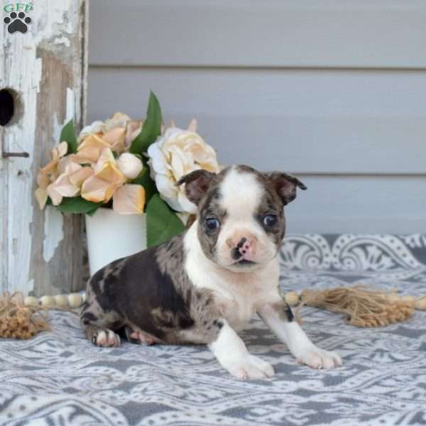 Jax, Boston Terrier Puppy