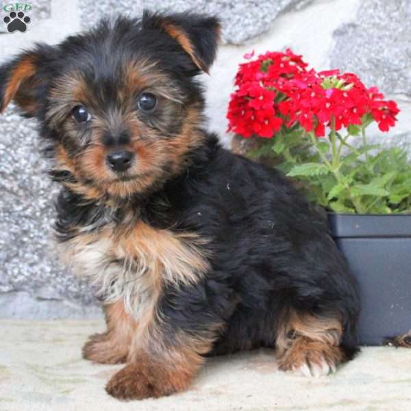 Jazzy, Yorkie Puppy