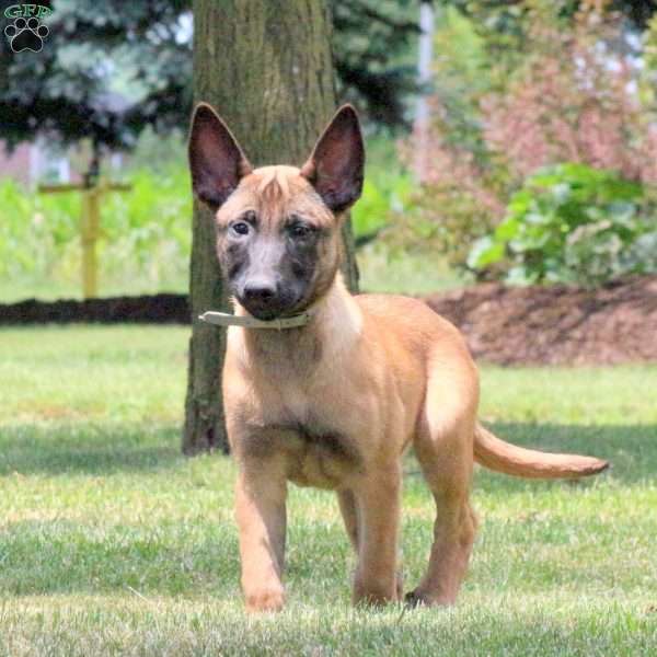 Jenny, Belgian Malinois Puppy