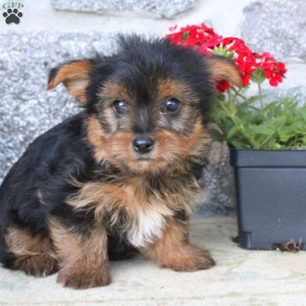 Jeremy, Yorkie Puppy