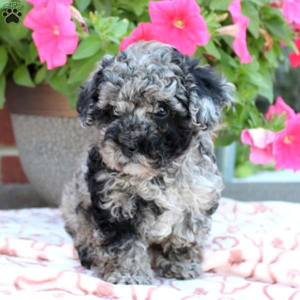 Jewel, Toy Poodle Puppy