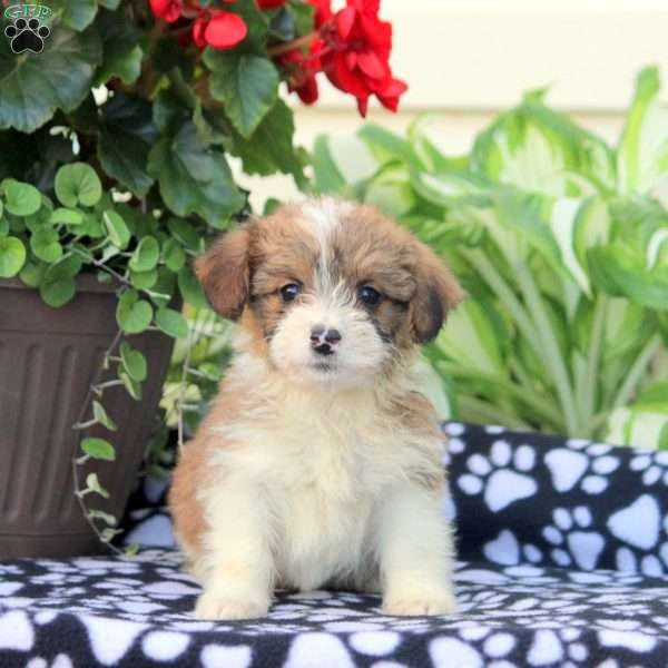 Jody, Corgipoo Puppy