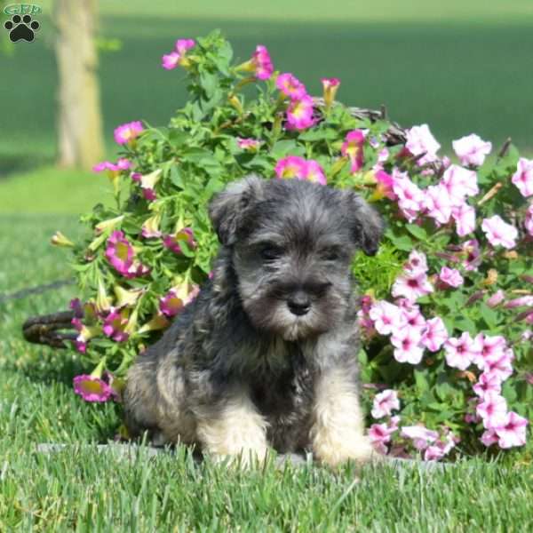 Joey, Miniature Schnauzer Puppy