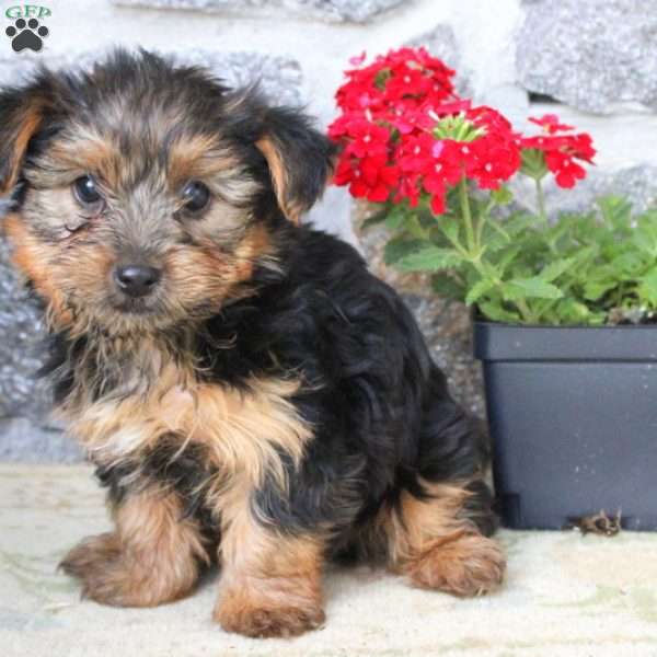 John, Yorkie Puppy