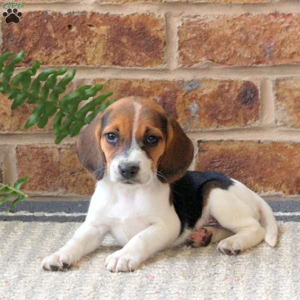 Joslyn, Beagle Puppy