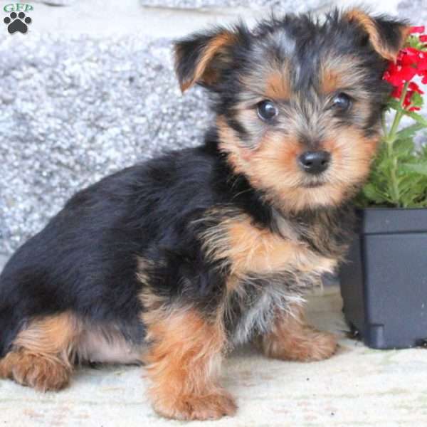 Joy, Yorkie Puppy