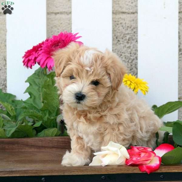 Joy, Maltipoo Puppy