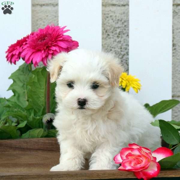 Julia, Maltipoo Puppy