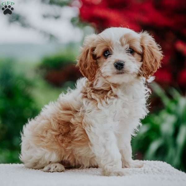 Julia, Cavapoo Puppy