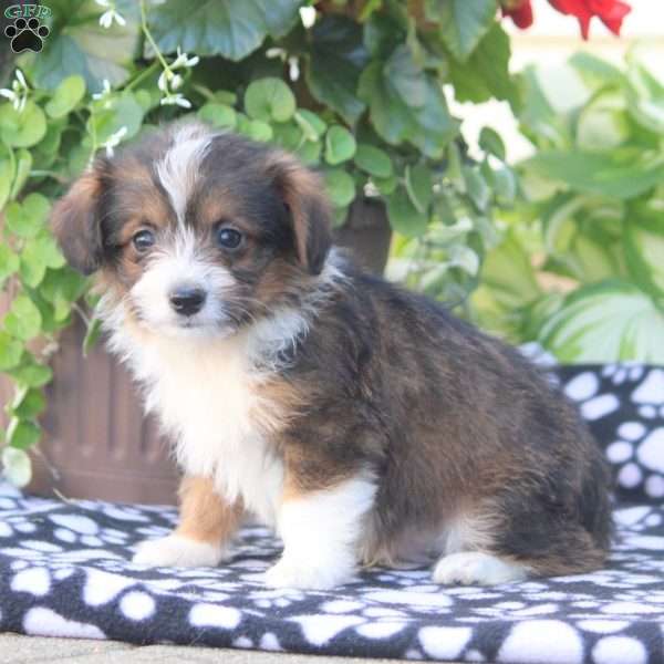 Juniper, Corgipoo Puppy