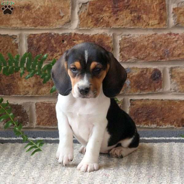 Juno, Beagle Puppy