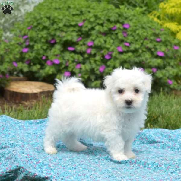 Kale, Bichon Frise Puppy