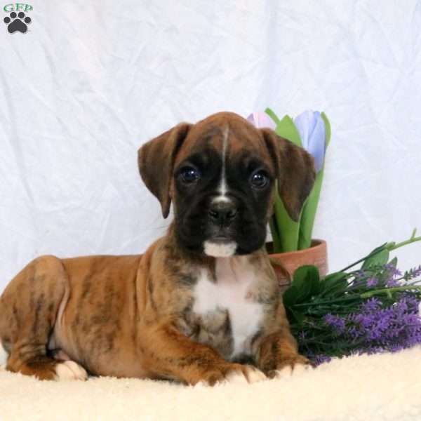 Kaleb, Boxer Puppy