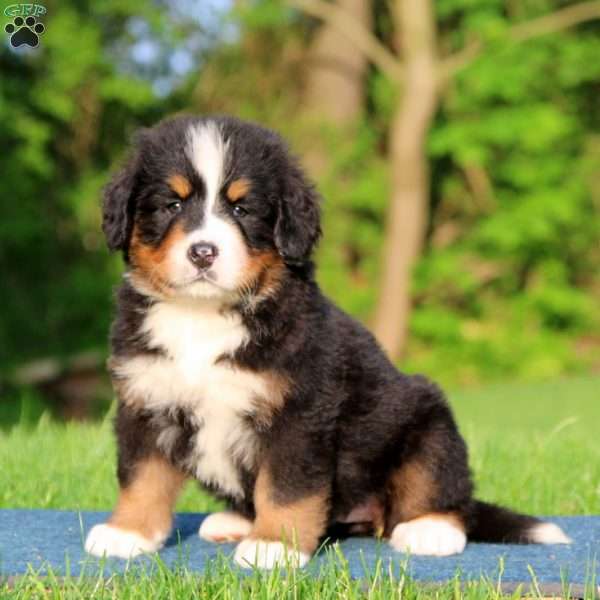 Karla, Bernese Mountain Dog Puppy