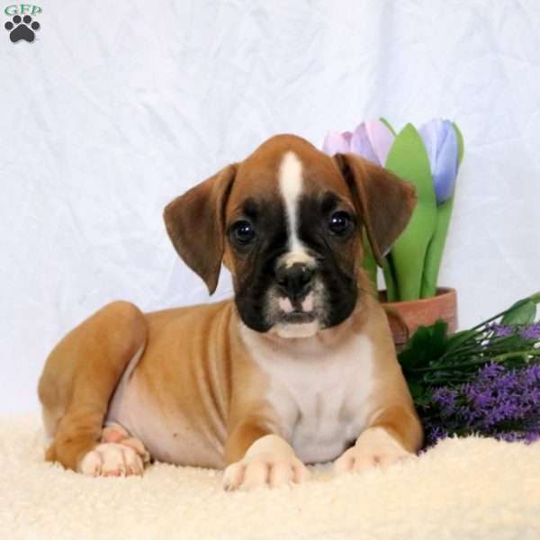 Karter, Boxer Puppy