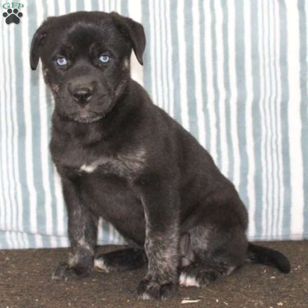 Kassie - Cane Corso Mix Puppy For Sale in Pennsylvania