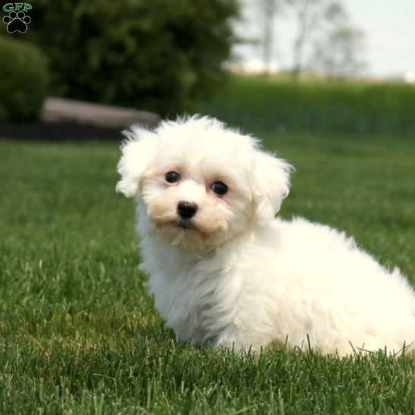 Kathleen, Bichon Frise Puppy