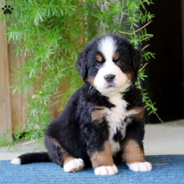 Katrina, Bernese Mountain Dog Puppy