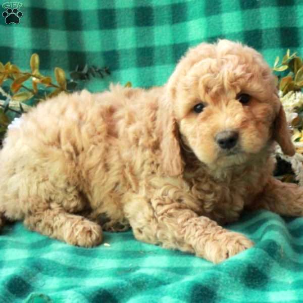 Kaye, Goldendoodle Puppy