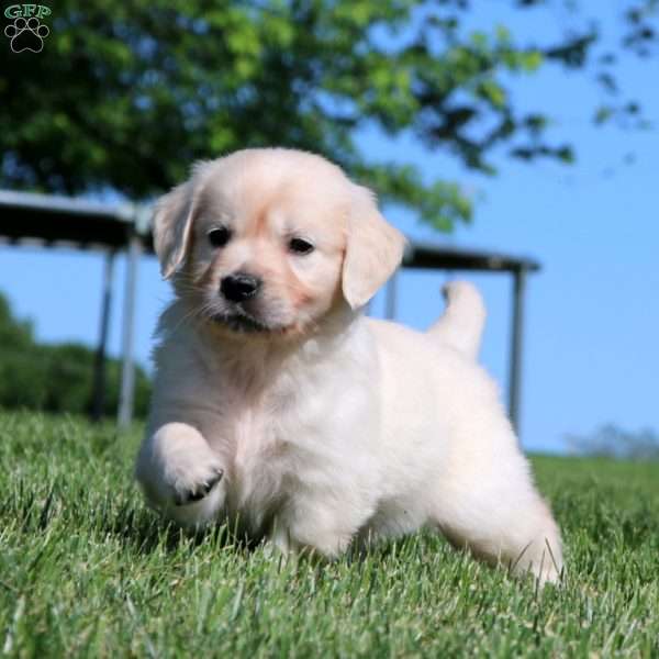 Kayson, English Cream Golden Retriever Puppy