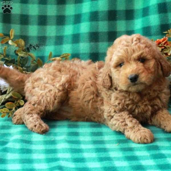 Kelsey, Goldendoodle Puppy