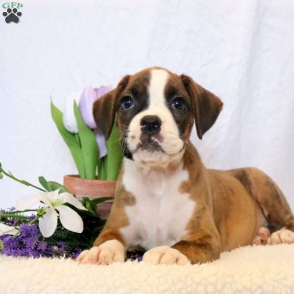 Kelsey, Boxer Puppy