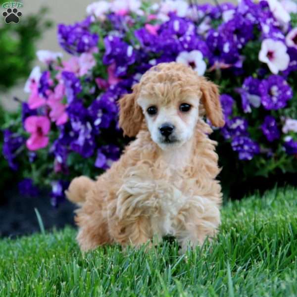 Kendi, Toy Poodle Puppy