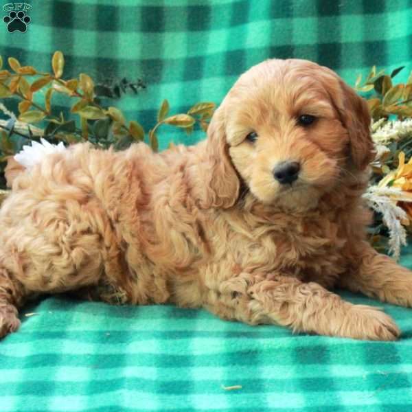 Kenny, Goldendoodle Puppy