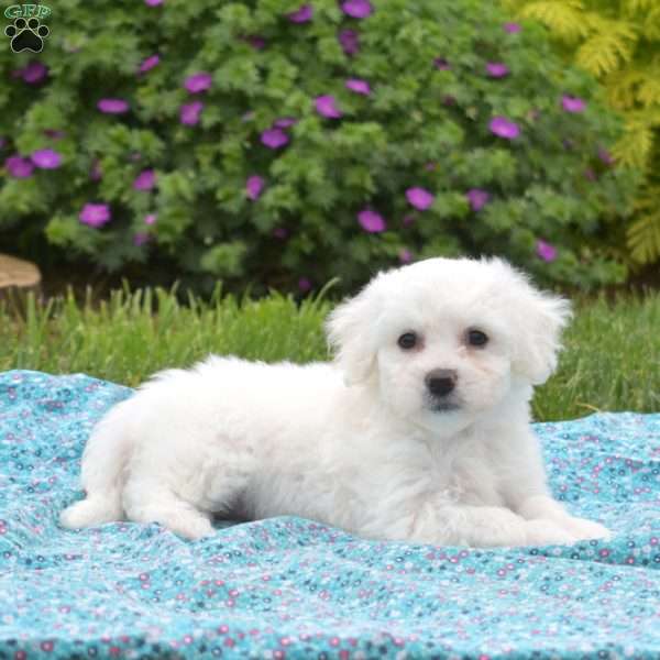 Kenzie, Bichon Frise Puppy