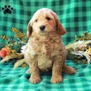 Kevin, Goldendoodle Puppy