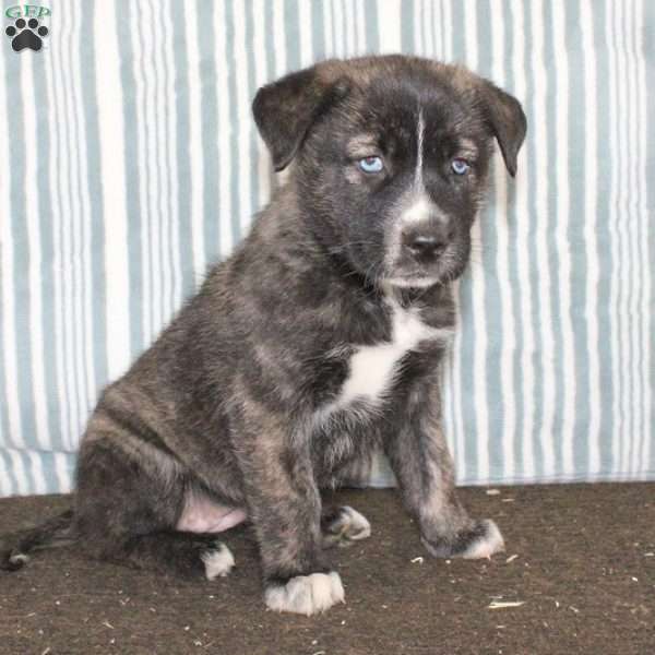 Khloe, Cane Corso Mix Puppy