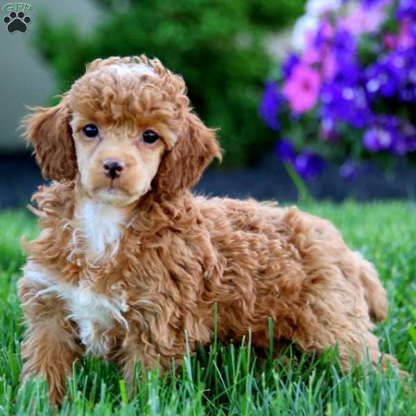 Kia, Toy Poodle Puppy