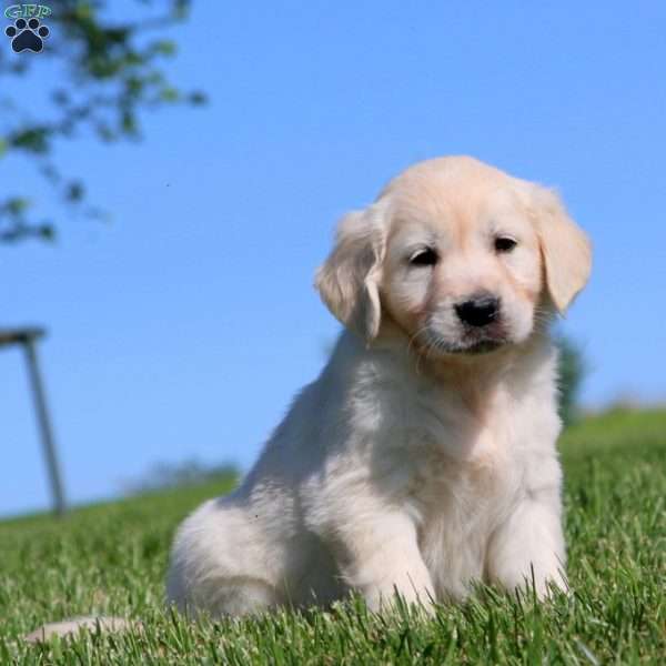 Kia, English Cream Golden Retriever Puppy