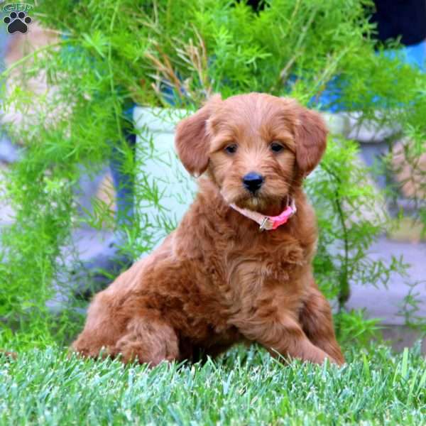 Kia, Mini Goldendoodle Puppy