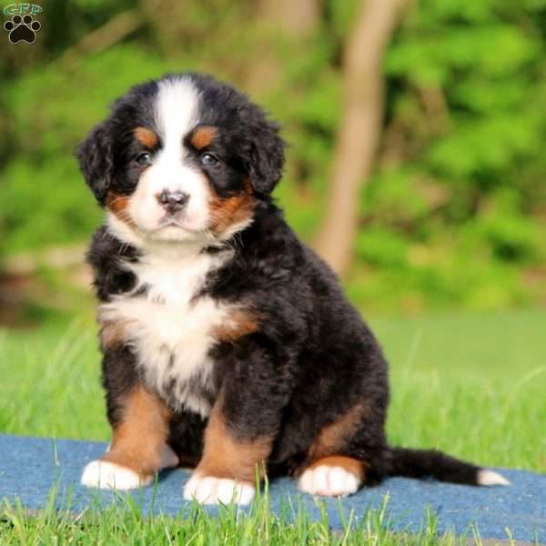 Kia, Bernese Mountain Dog Puppy