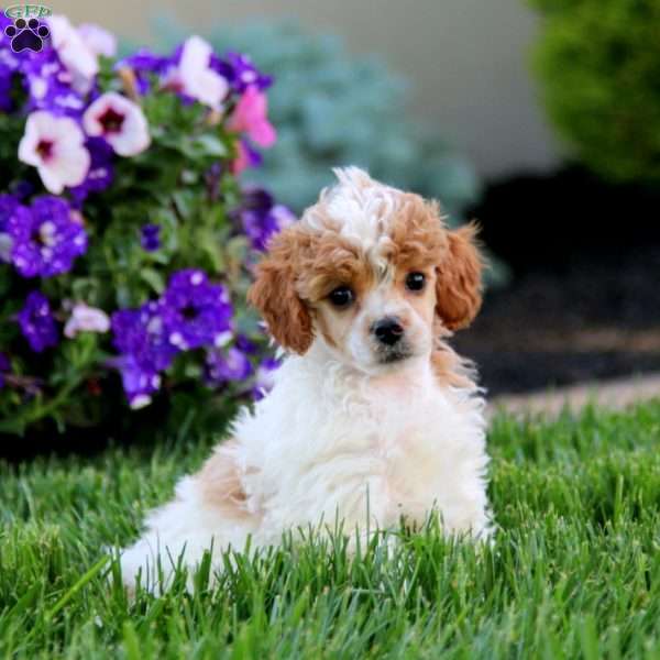 Kierra, Toy Poodle Puppy