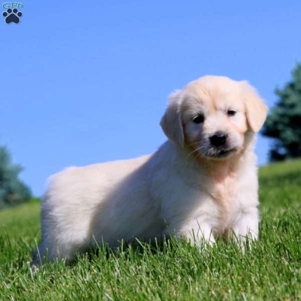 Kierra, English Cream Golden Retriever Puppy