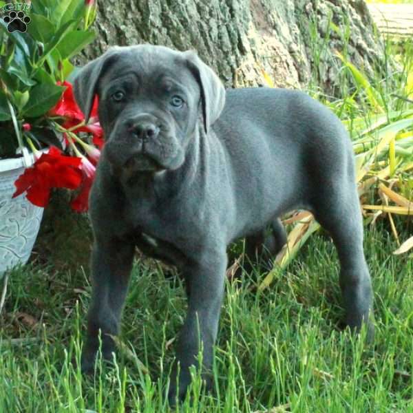 Kiko, Cane Corso Puppy