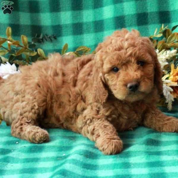 Kimmy, Goldendoodle Puppy